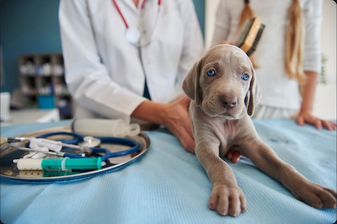 Cheers veterinary and pet shop digital loyalty, punch card